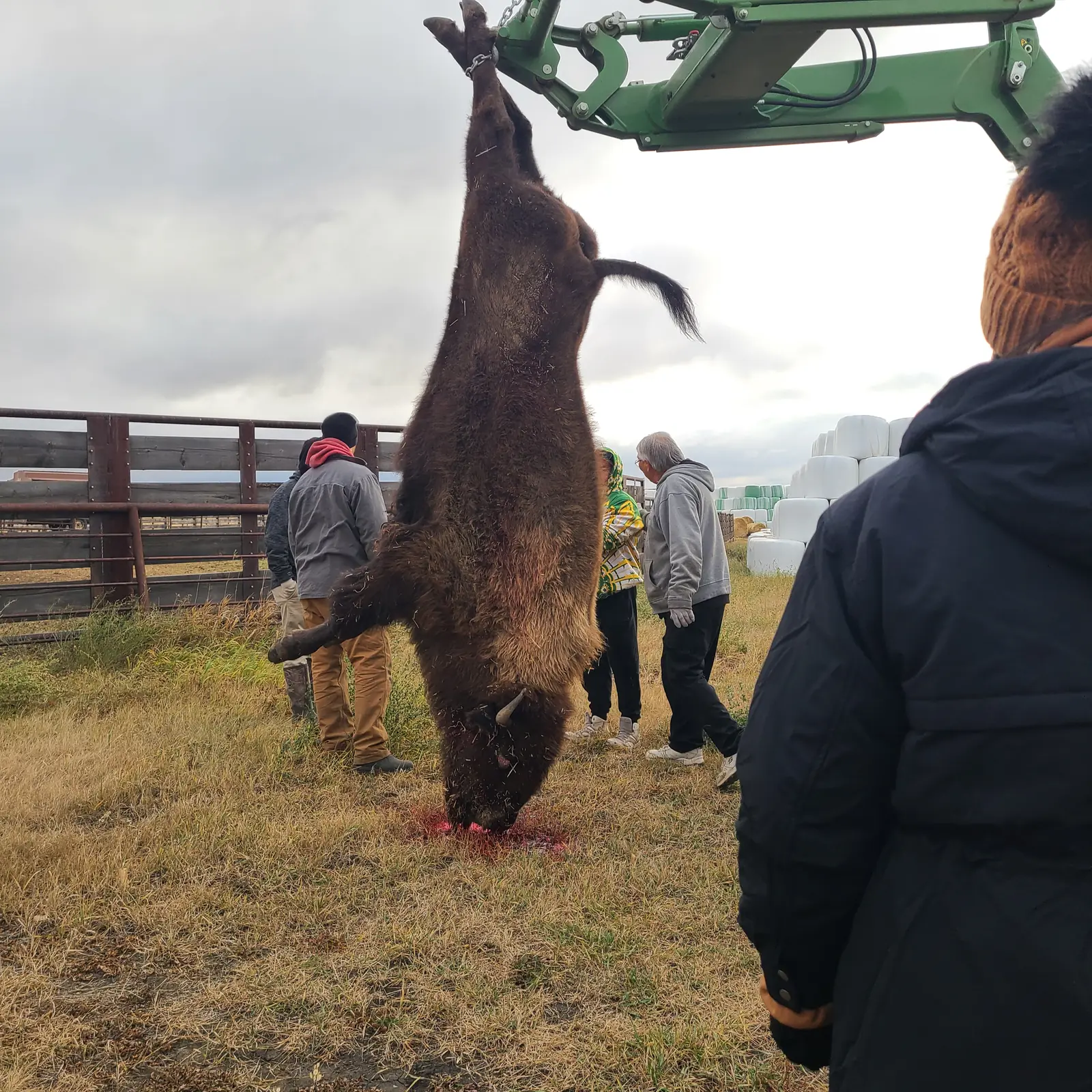 A bison hangs from a tractor loader at the edge of a fenced pasture while a group stands nearby, at the start of the harvest.