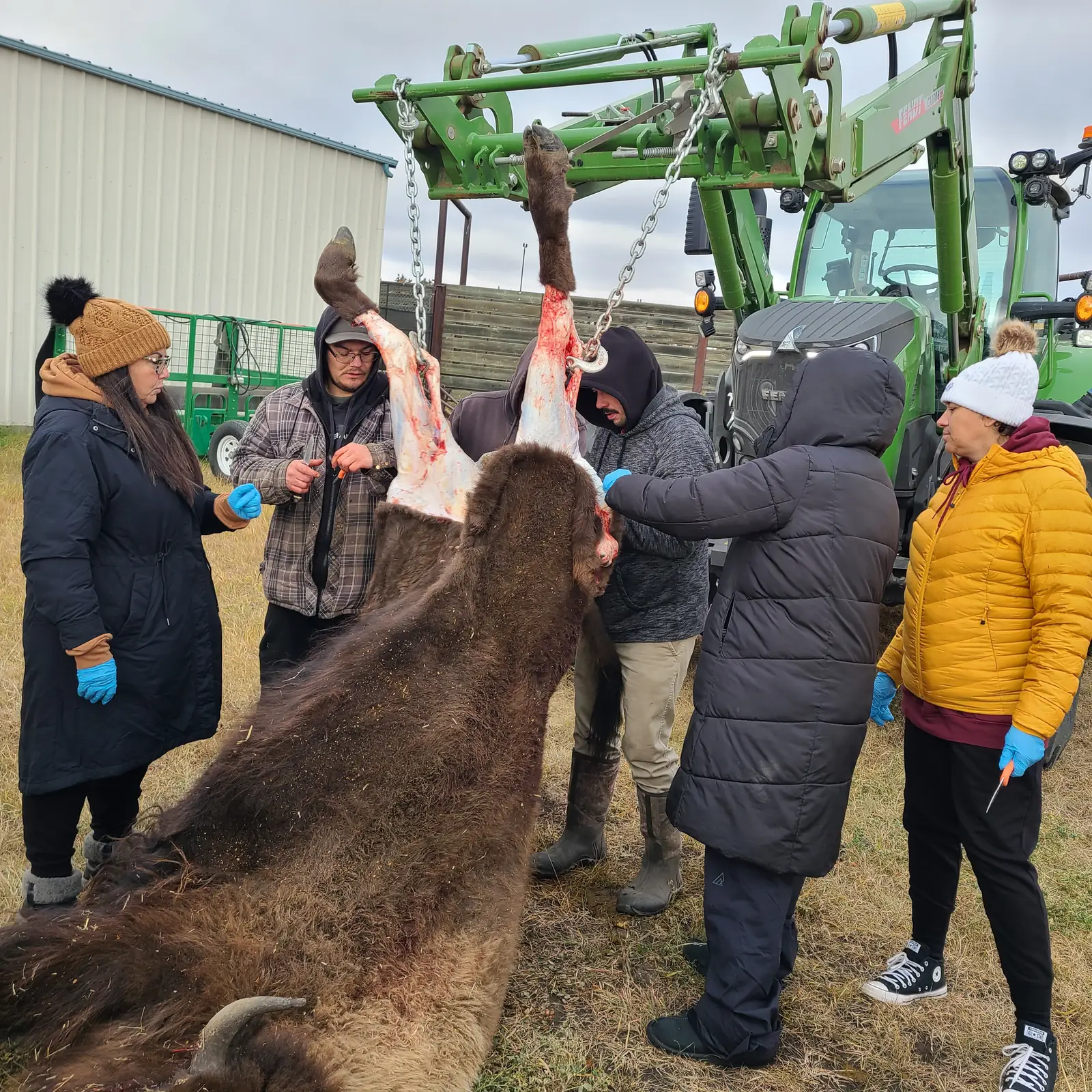 People in winter coats and work gloves draw the hide back from the animal together, the tractor taking the weight.
