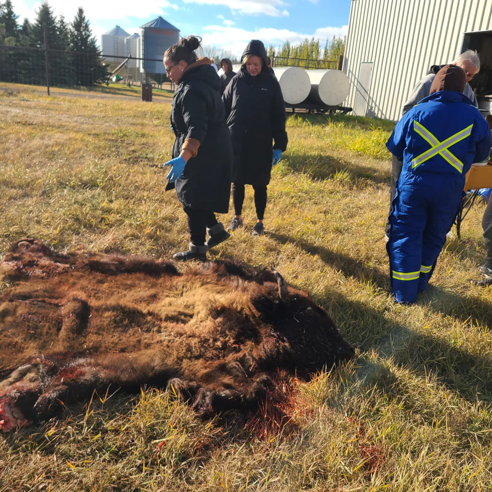 The hide laid out on the grass with several people standing beside it.