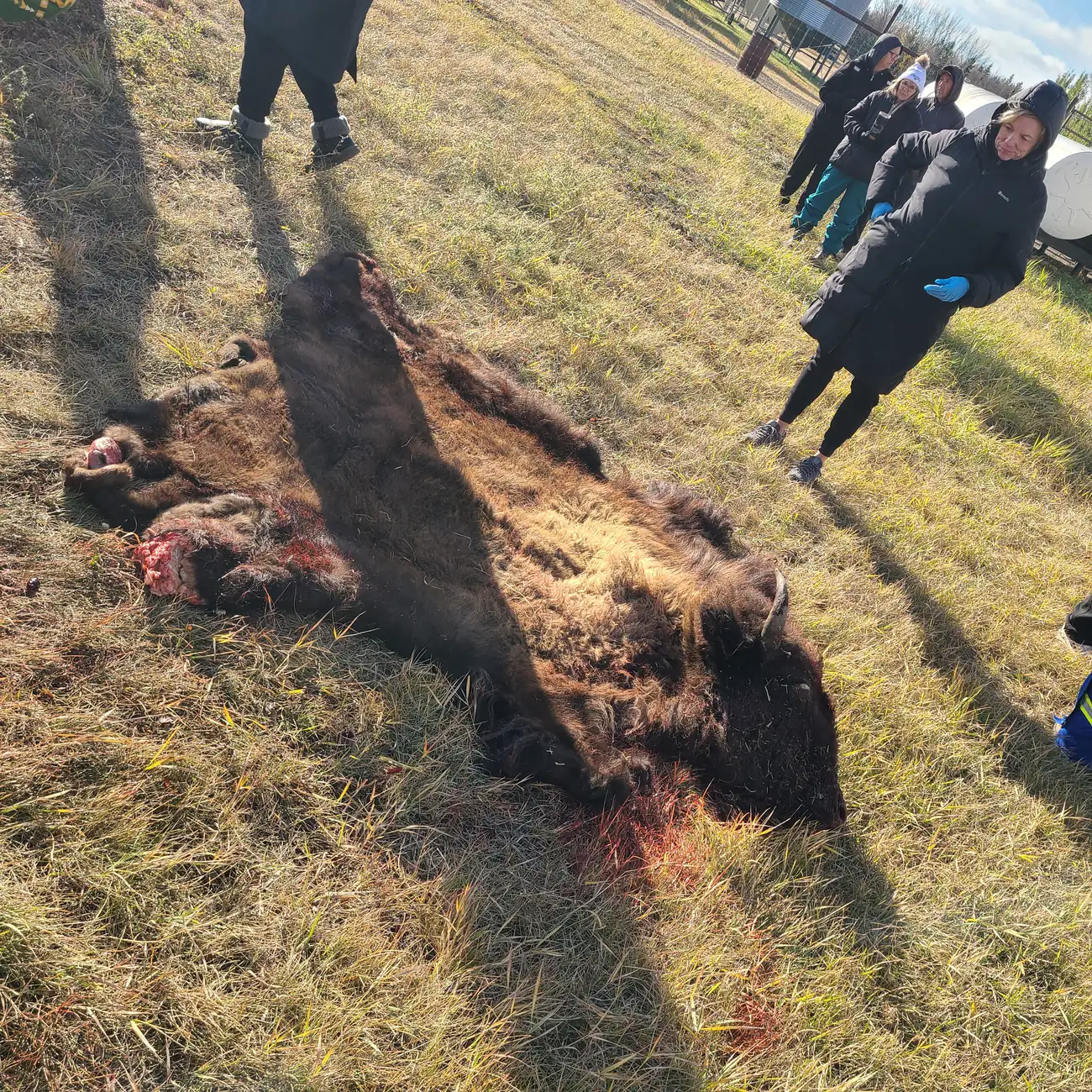 The hide spread out on the grass in low autumn sun, long shadows across the field and people walking past.