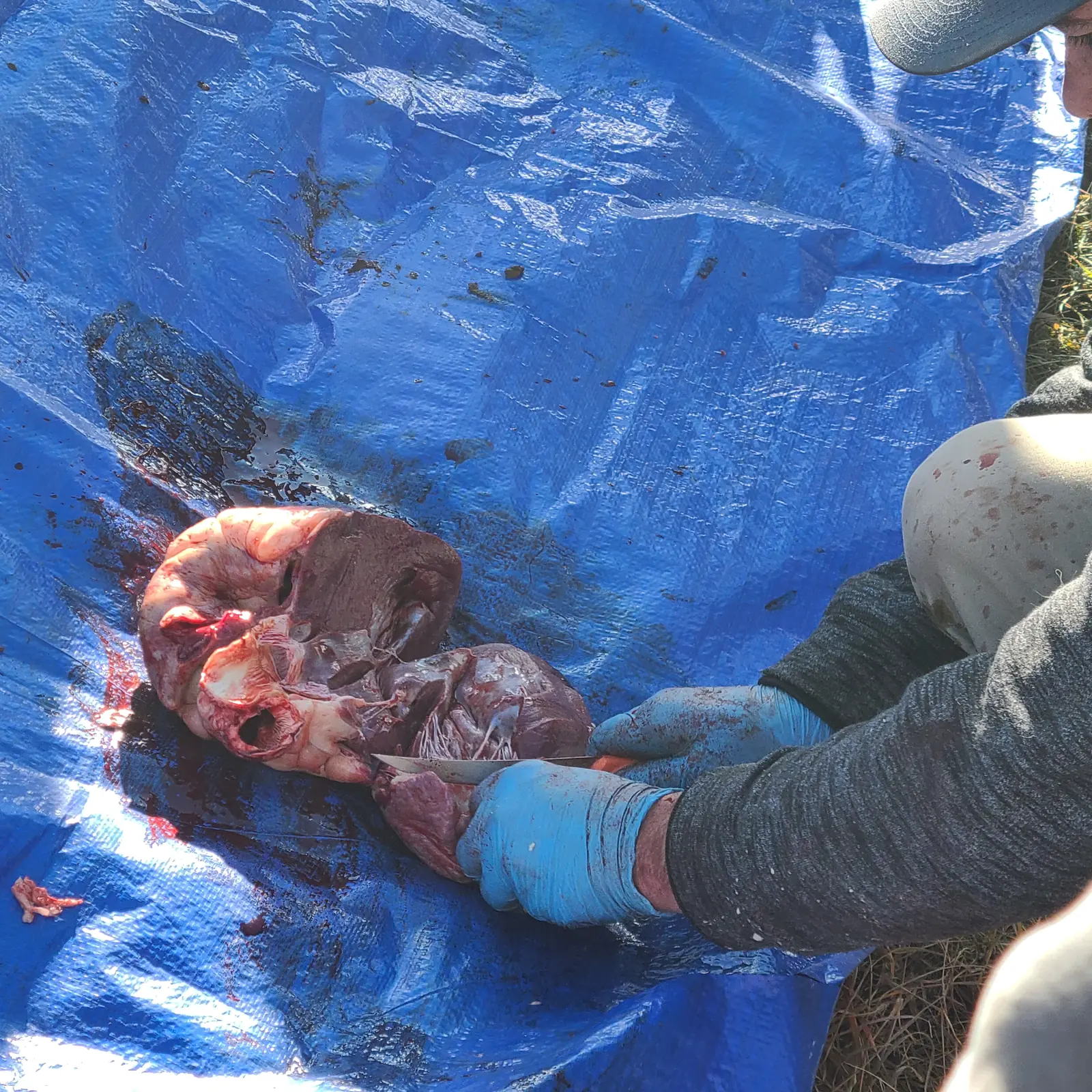 Gloved hands holding part of the animal on a blue tarp as the processing goes on.
